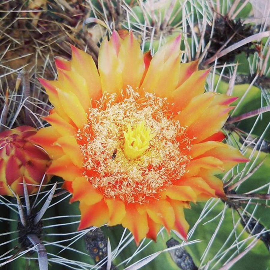 Cactus Photograph - What A Gorgeous #cactusflower! I Wanted by Sarah Marie