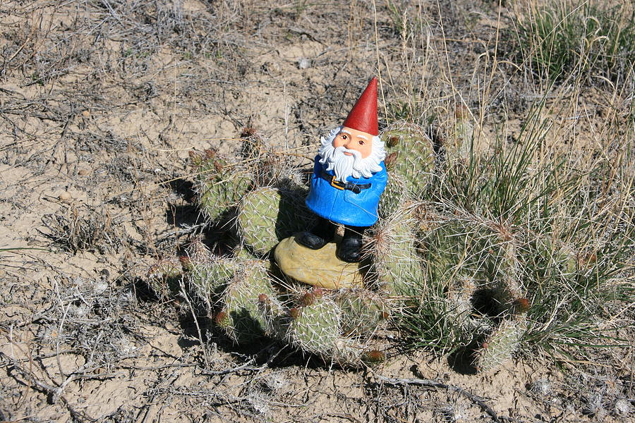 What a Prickly Situation Photograph by George Jones