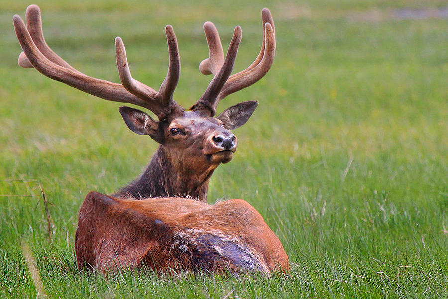 What A Rack Photograph by Roger Lyon - Fine Art America