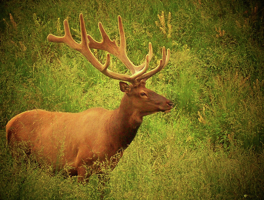 What A Rack Photograph by Trish Tritz | Fine Art America