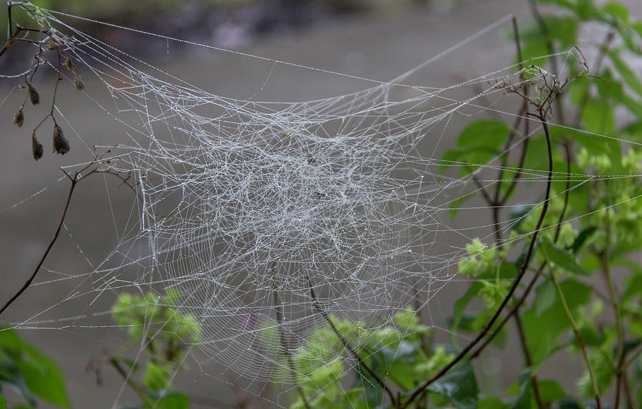 What A Tangled Web We Weave Photograph by Teresa Mucha