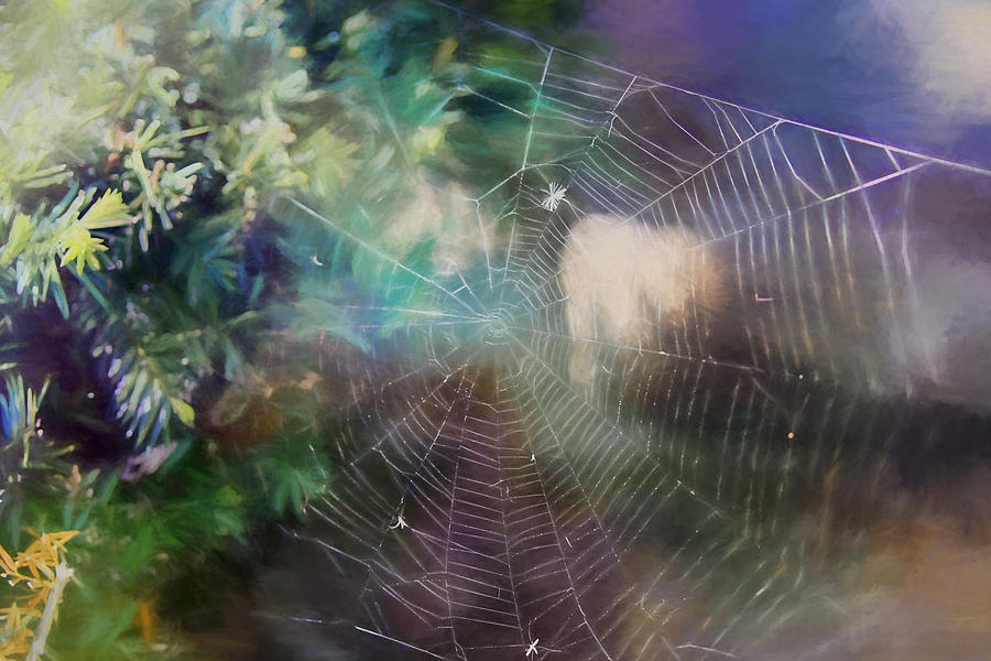 What A Tangled Web We Weave Photograph by Theresa Campbell