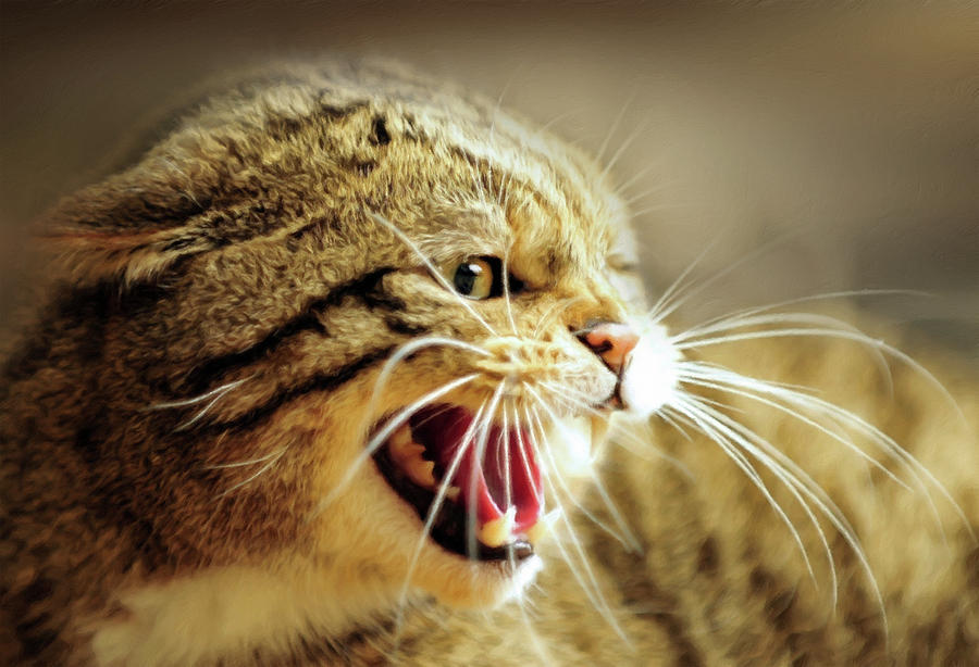 Funny Cat Photograph - What Anger Management-Cat-Art by Georgiana Romanovna