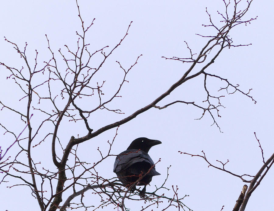 Crow Photograph - What are you looking at by Baato Crow Photograph - What are you looking at by Baato