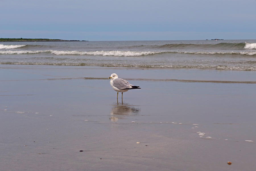 What are you looking at? Middletown RI seagull Photograph by Toby McGuire