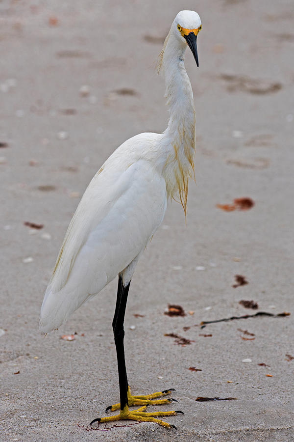What are you looking at - Snowy Egret Naples Florida Photograph by Toby McGuire