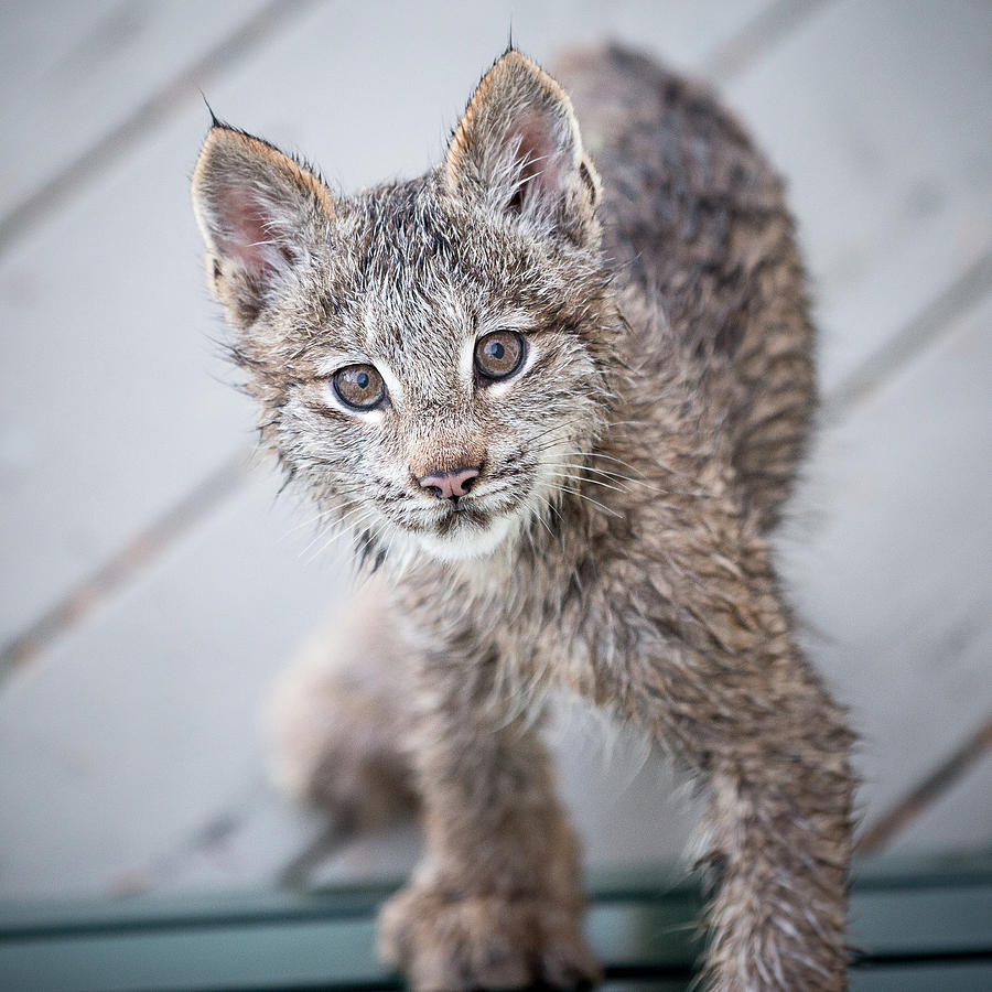 Lynx Photograph - What ARE You by Tim Newton