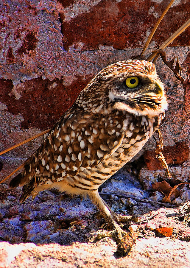 Owl Photograph - What Big Eyes I Have by Joetta West