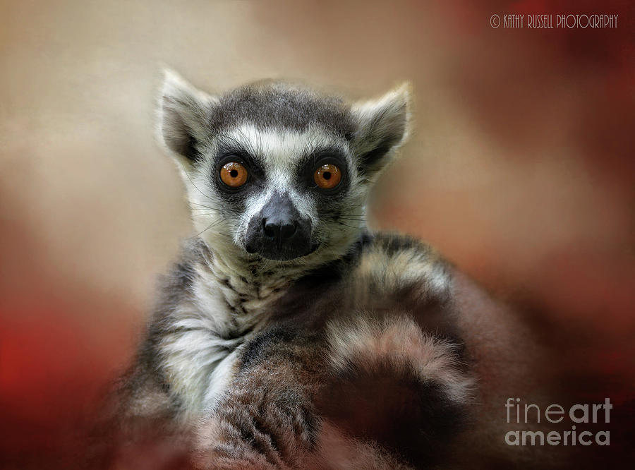 What Big Eyes You Have Photograph by Kathy Russell