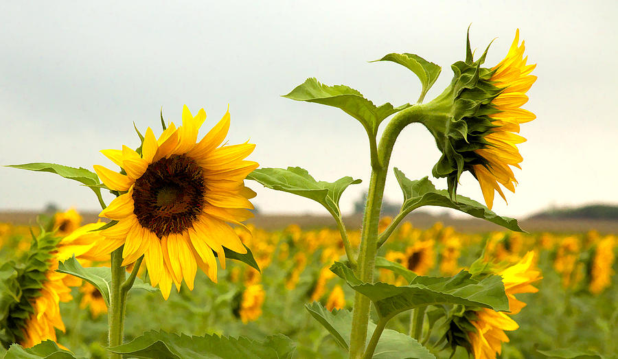 Sunflower Photograph - What Did I Say by Robert McCord Sunflower Photograph - What Did I Say by Robert McCord