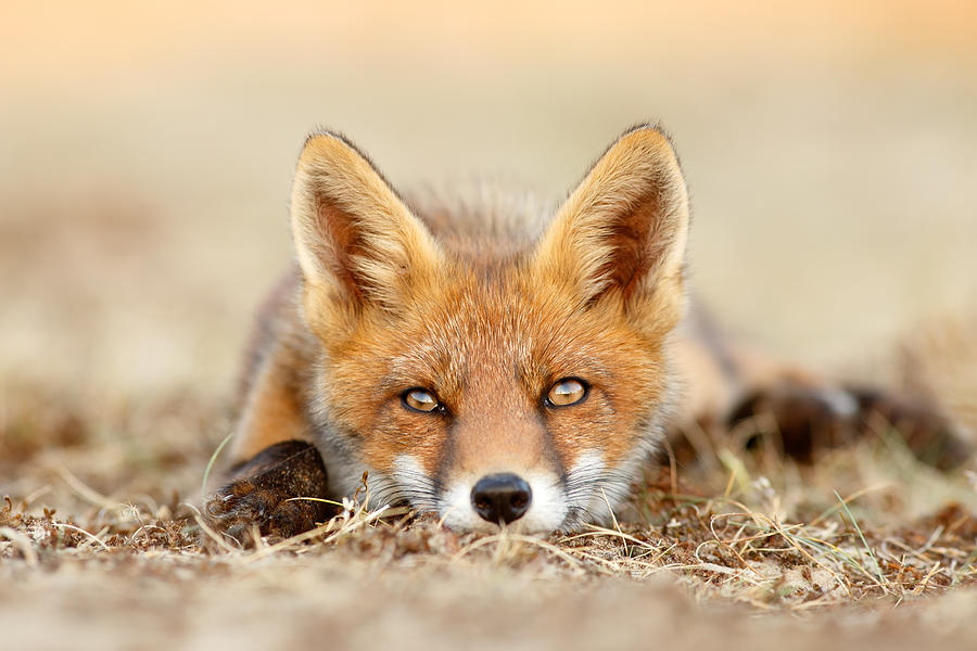 Animal Photograph - What Does the Fox Think? by Roeselien Raimond
