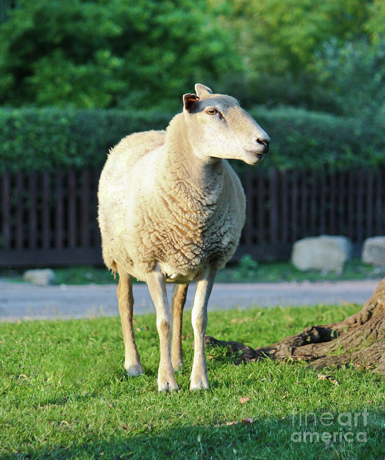 What Ewe Looking At ? Photograph by Terri Waters