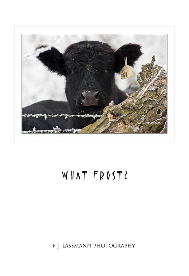 What Frost Poster Photograph by Fred Lassmann