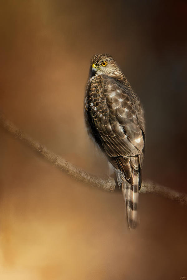 Bird Photograph - What Goes On Below by Jai Johnson