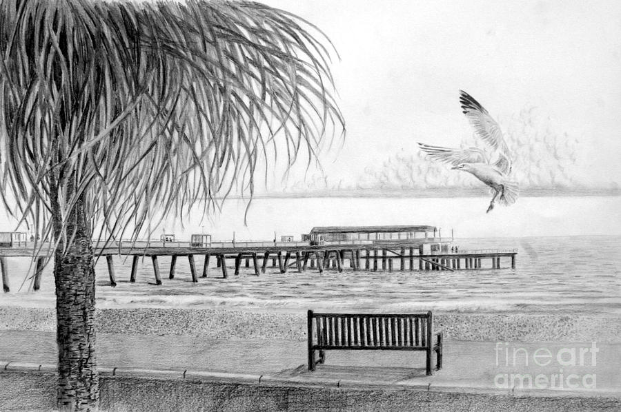 Seagull Drawing - Deal Pier by William Young