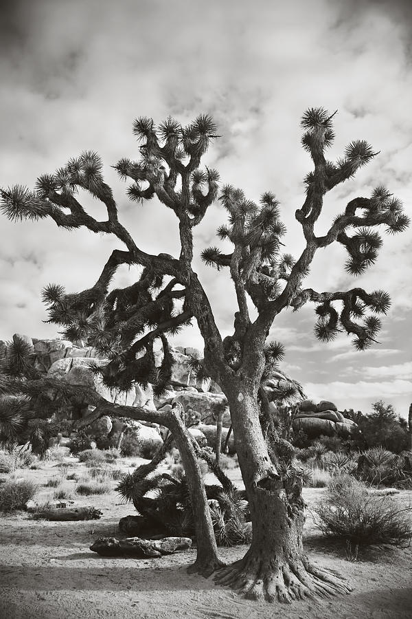 Joshua Tree National Park Photograph - What I Wouldnt Give BW by Laurie Search