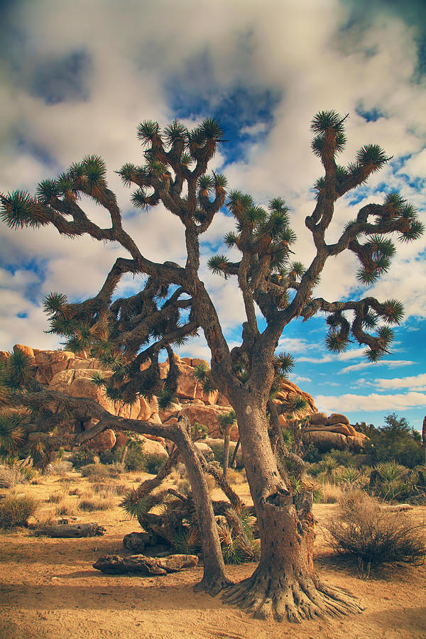 Joshua Tree National Park Photograph - What I Wouldnt Give by Laurie Search