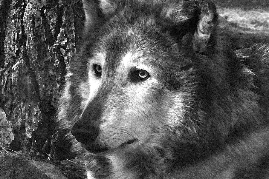What is a Wolf Thinking Photograph by Karol Livote