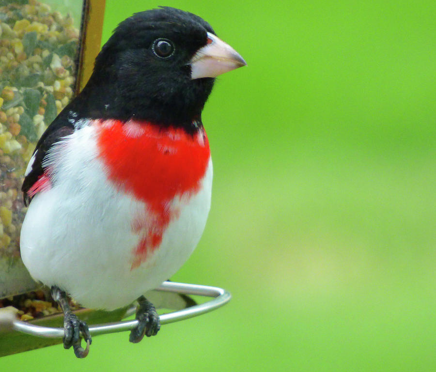 What is black and white and red all over? Photograph by Leyla Kayi ...