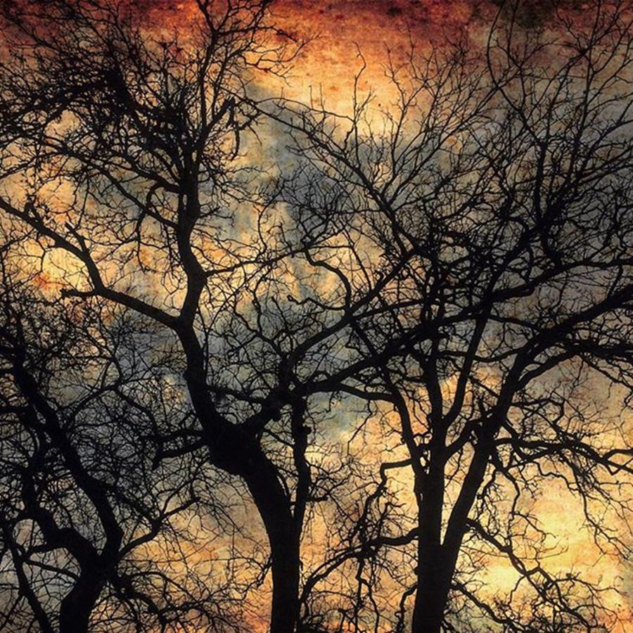 Tree Photograph - Natures Drama by Christi Vest