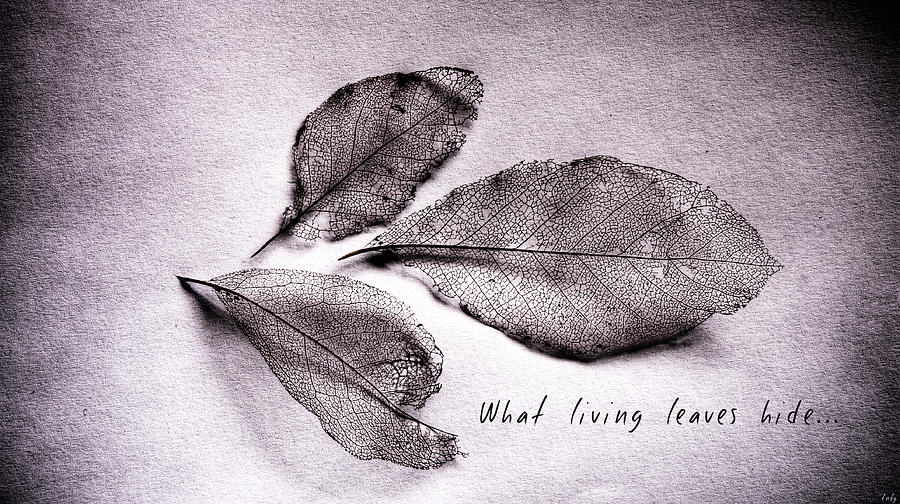 What Living Leaves Hide Photograph by Weston Westmoreland