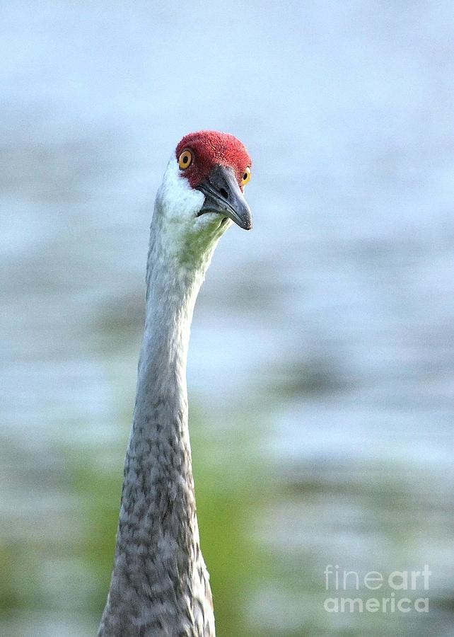 Bird Photograph - What Are You Looking At by Jim Lapp