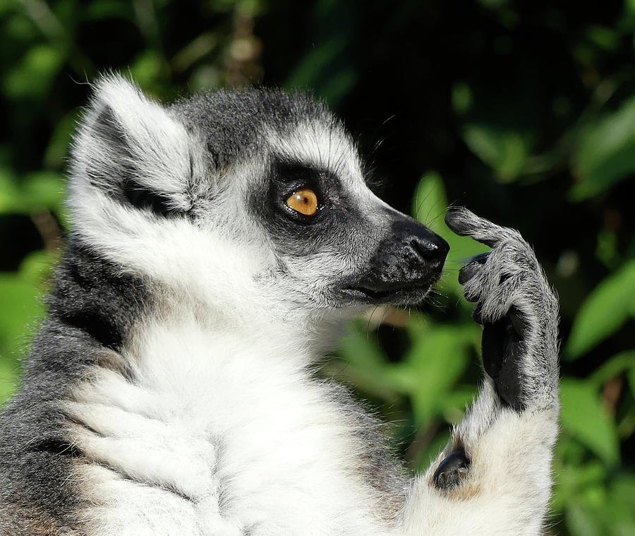 What Should I Do - Ring-tailed Lemur Photograph by Margaret Saheed