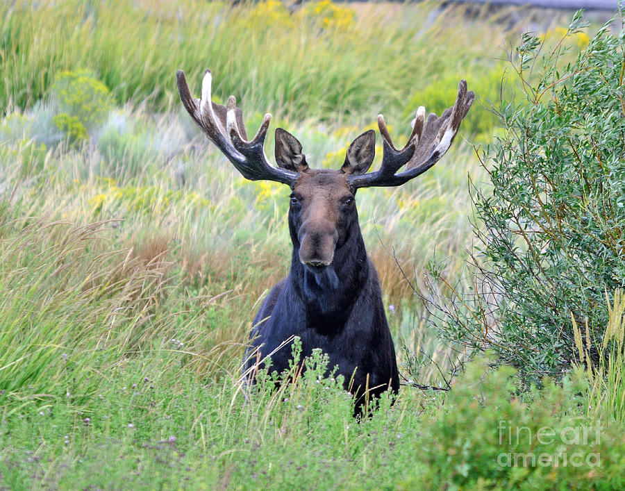 Moose Photograph - What The by Brad Christensen