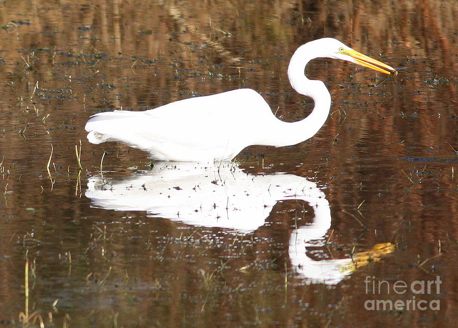 Egret Photograph - What the Egret Caught by Carol Groenen