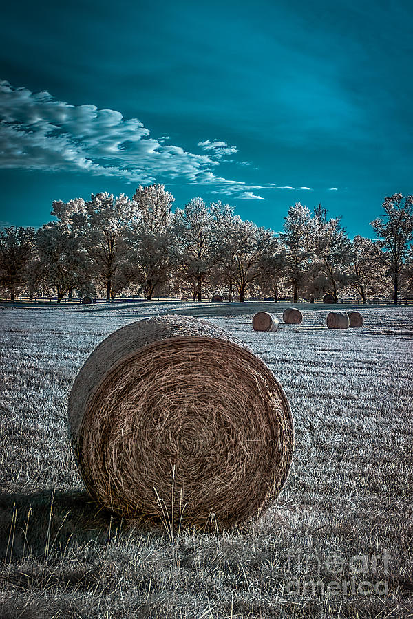 What the hay---faux color IR Photograph by Izet Kapetanovic
