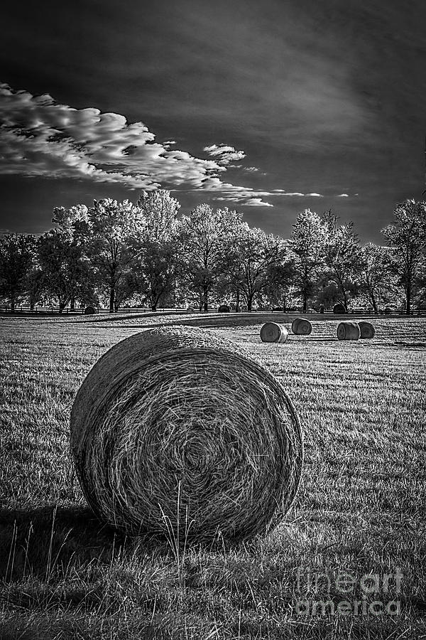 What the hay---IR Photograph by Izet Kapetanovic
