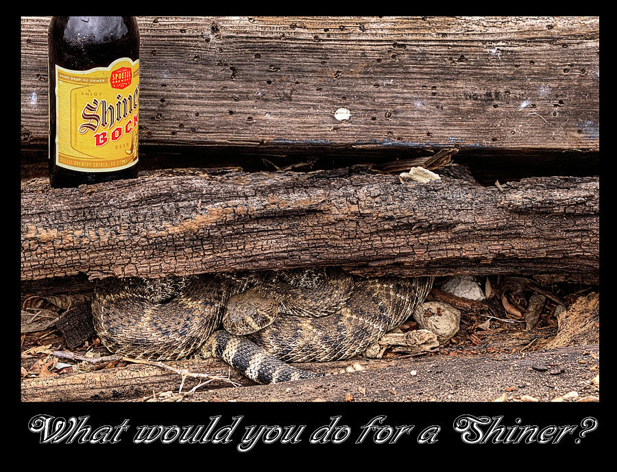 What Would You Do For a Shiner Photograph by JC Findley