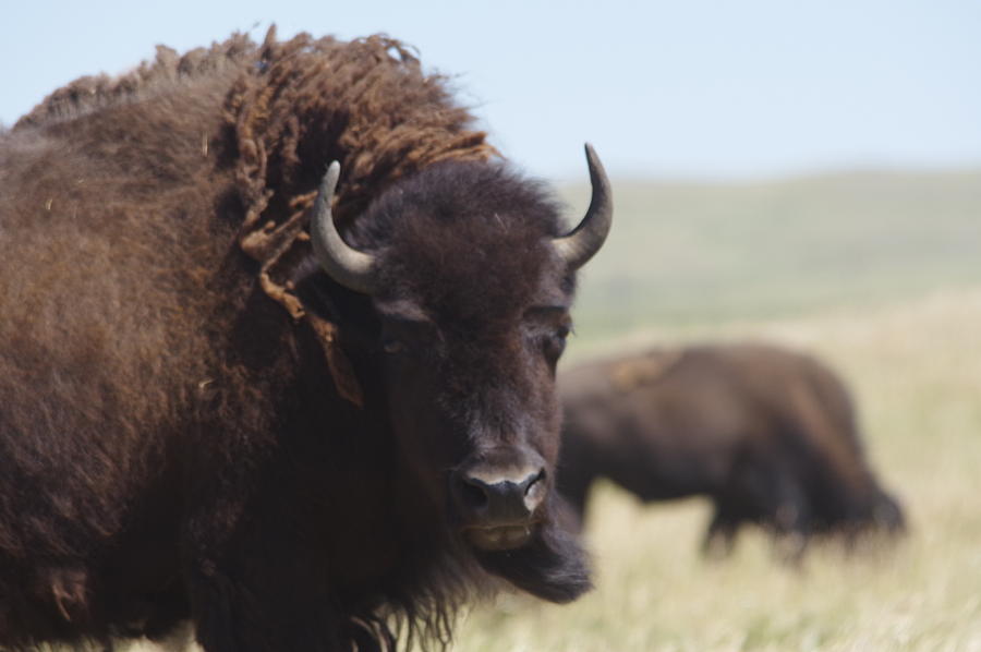 Buffalo Photograph - What you looking at by Jeff Swan