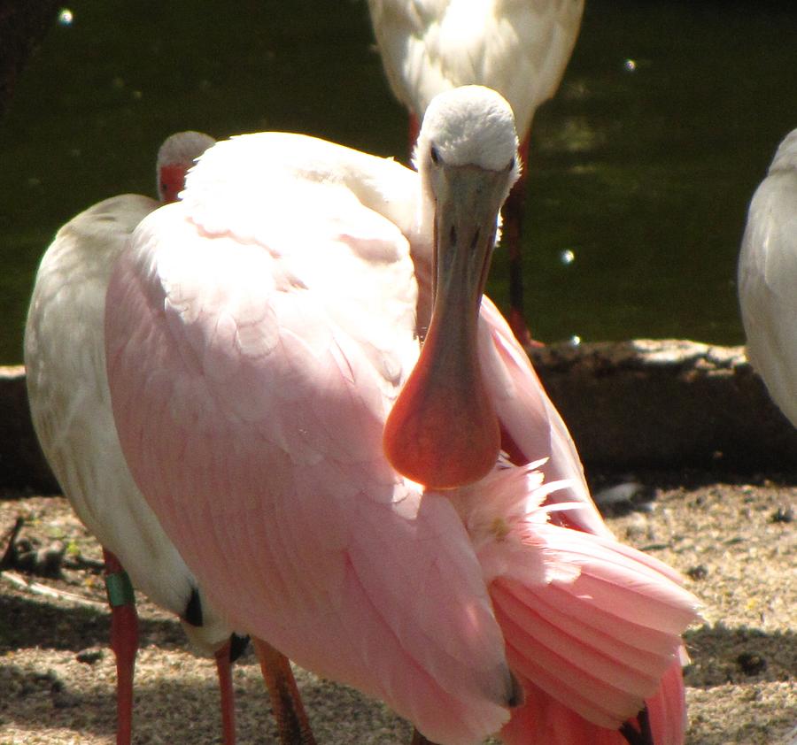 Pink Bird Photograph - What you lookin at by Nela n Charlie Nelabooks