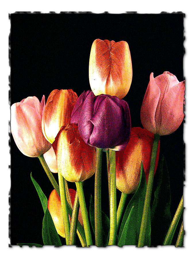 Whatcom Tulips Photograph by Craig Perry-Ollila