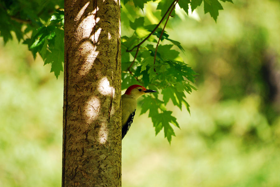 Whats a Woodpecker To Do Photograph by Lori Tambakis
