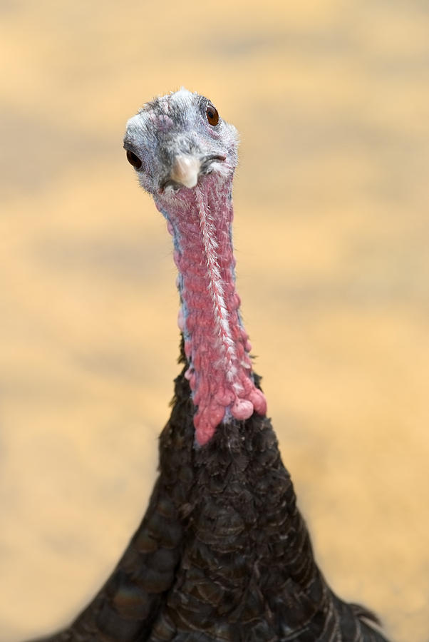 Turkey Photograph - Whats Christmas? by Amanda Elwell
