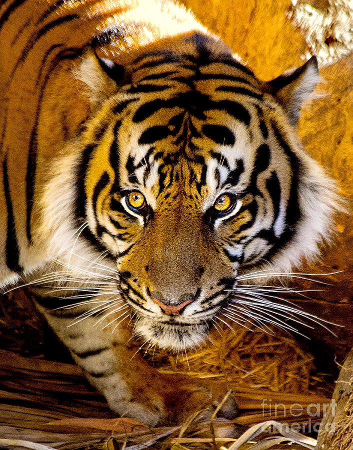 Sumatran Tiger Photograph - Whats For Dinner by Jerry Cowart
