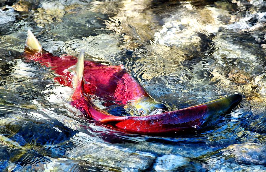 Salmon Photograph - Whats for Lunch by Don Mann