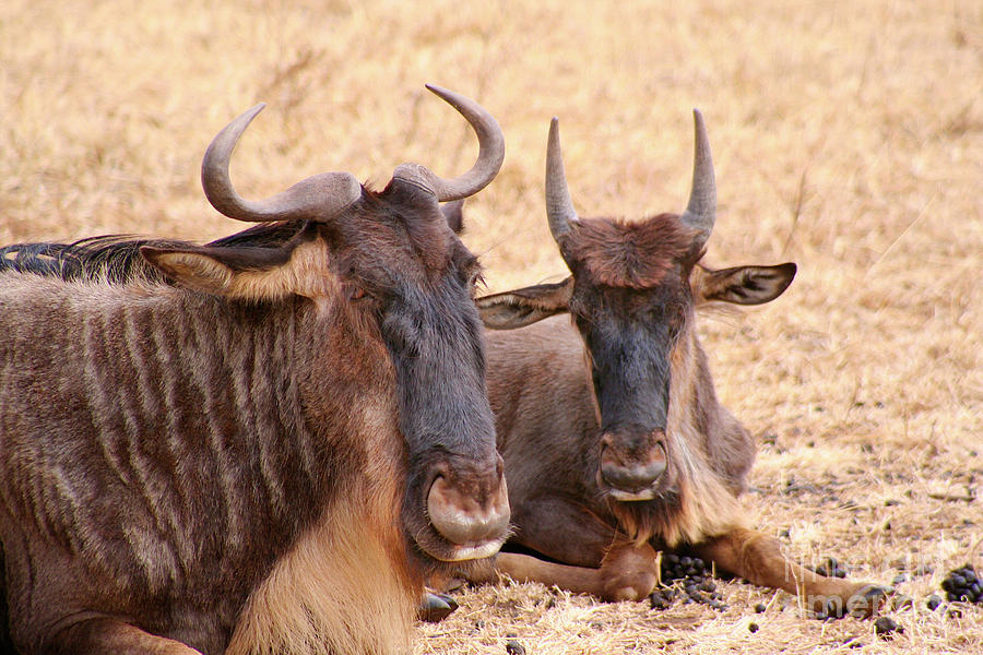 Whats Gnu? Photograph by Bruce Block