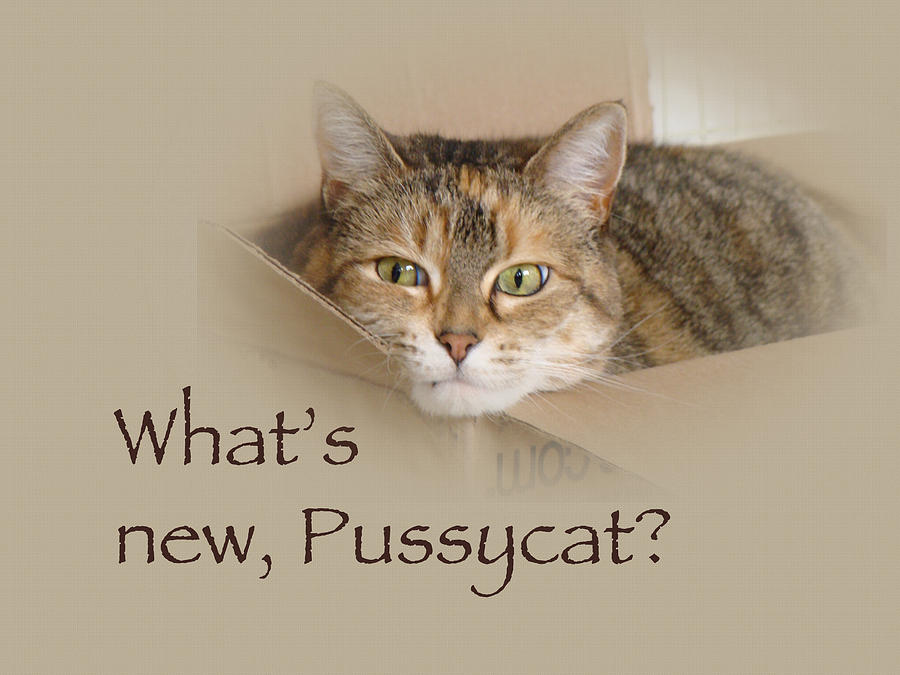 Whats New Pussycat - Lily the Cat Photograph by Carol Senske