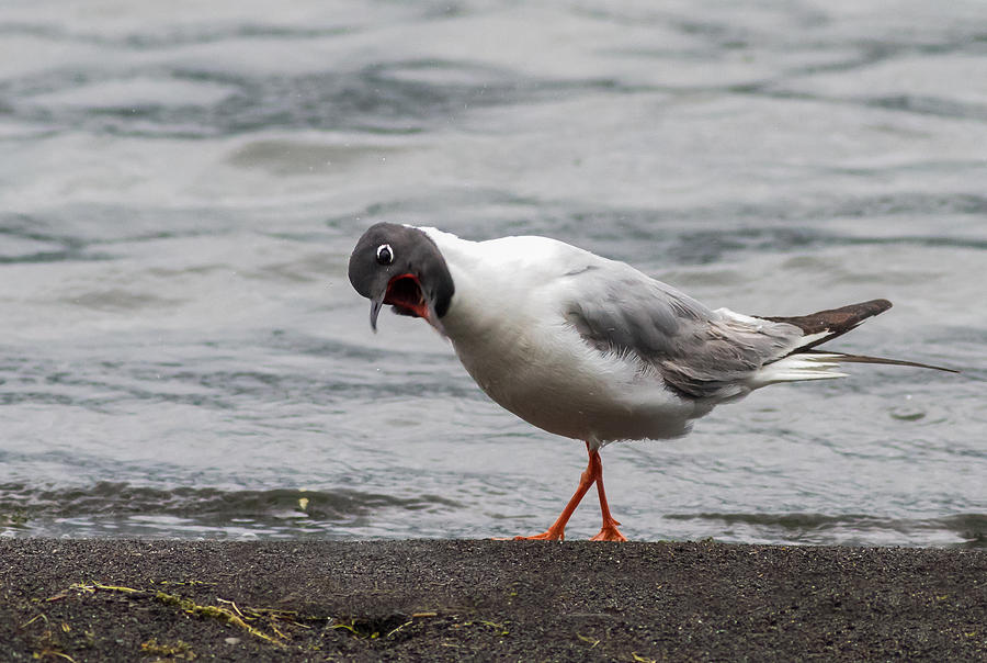 What's On - Bonapart's gull Photograph by Ursula Salzmann - Fine Art ...