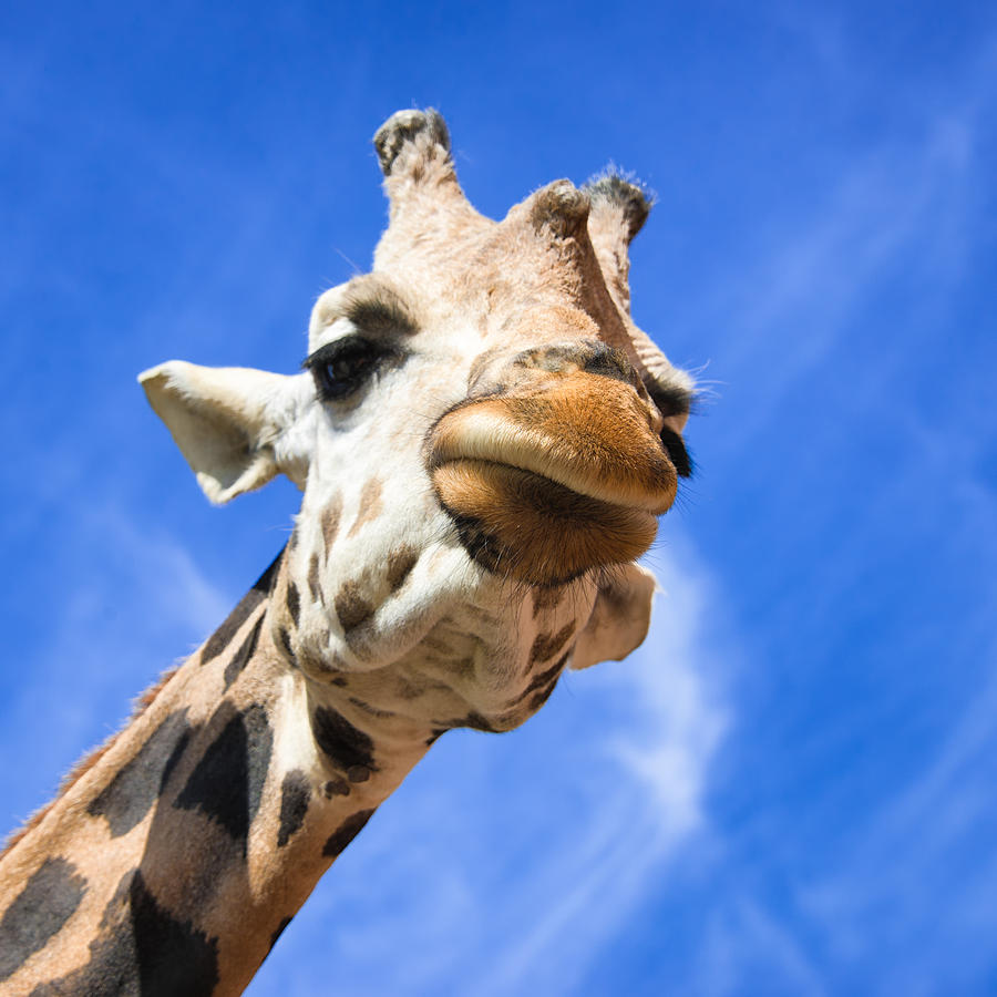 Whats up - curious giraffe Photograph by Matthias Hauser
