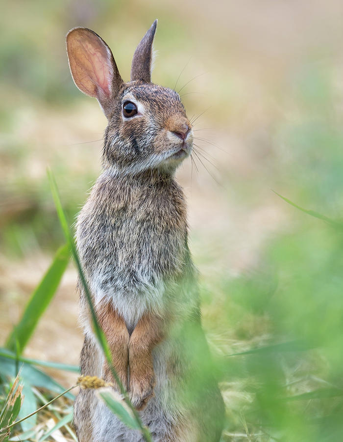 Whats up doc? Photograph by Ian Sempowski