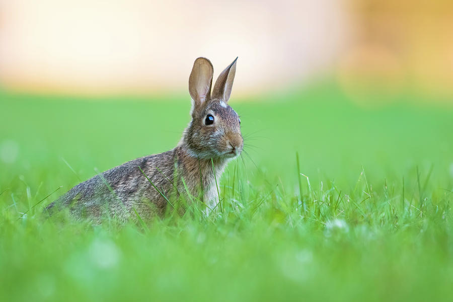 Whats up Doc? Photograph by Mircea Costina Photography