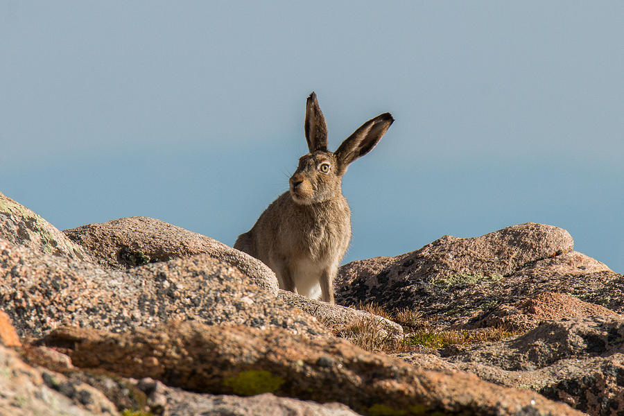 Whats up doc? Photograph by Tony Hake