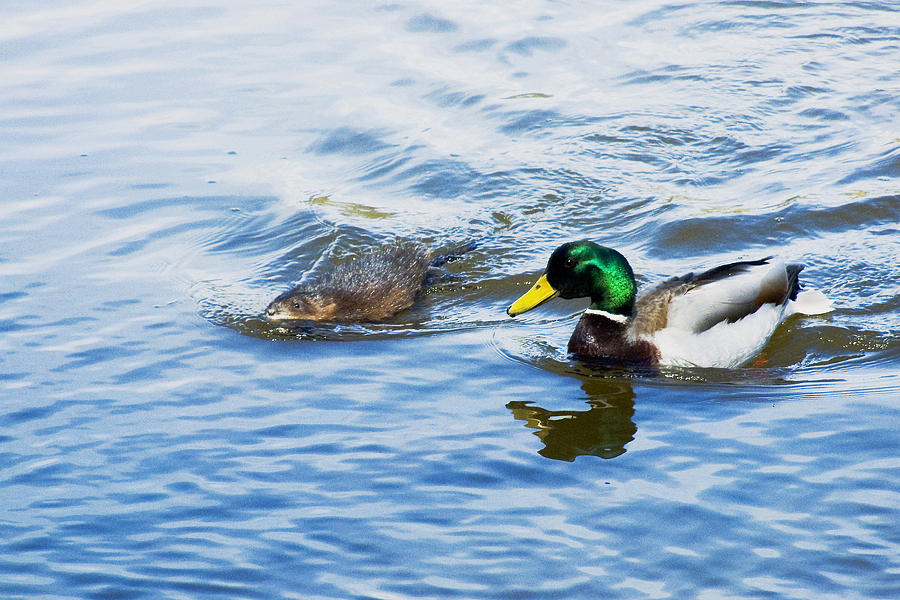 What's Up Duck Photograph By Asbed Iskedjian