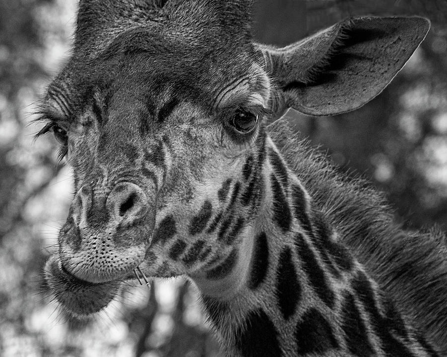 Whats Up Dude - Giraffe Face Photograph by Mitch Spence