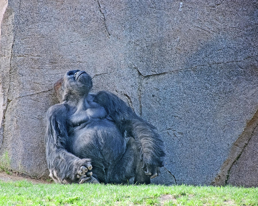 Whats Up, Gorilla in San Diego Zoo Animal Safari Park, California Photograph by Ruth Hager