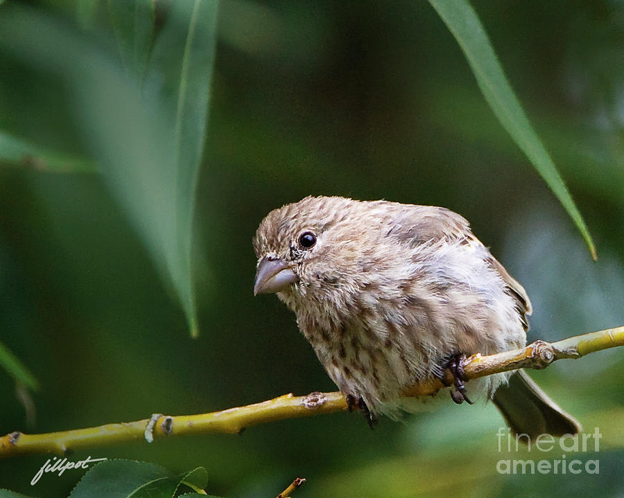 Female House Finch Photograph - Whats up by Bon and Jim Fillpot